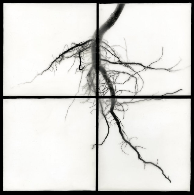Root I