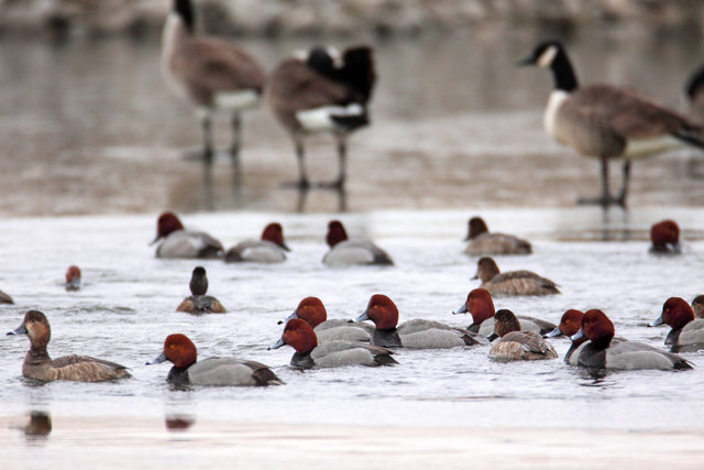 Redheads, early March, South Central Ohio