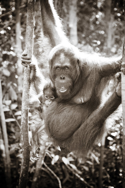 Mom and Baby Orangutans IV