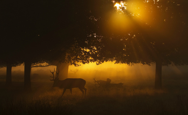 Red Deer Stags