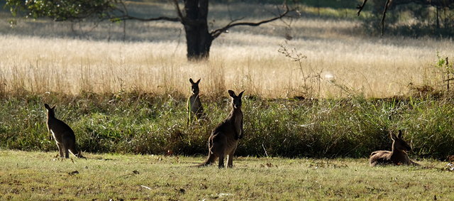 Kangaroos at Cam Way (27) VB.JPG