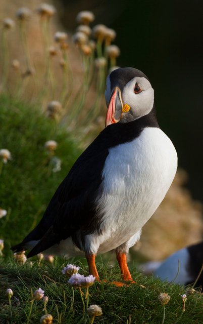 Puffin