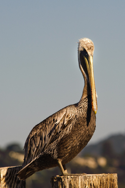 Pelican, Morro Bay, Caifornia