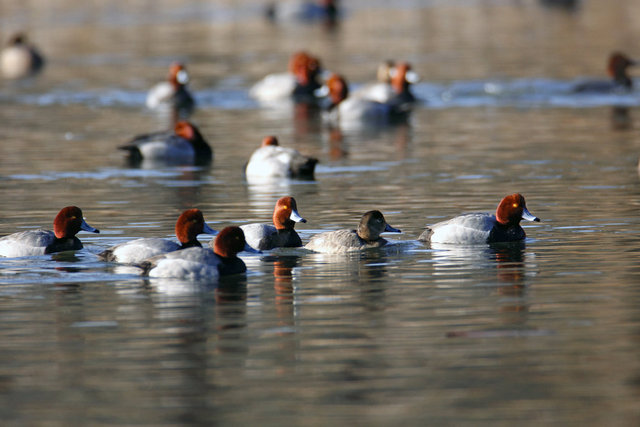 A Raft of Redhead Ducks, Ohio