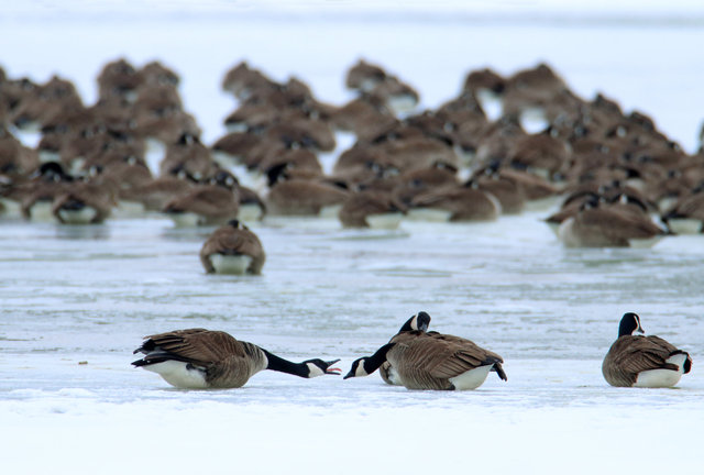 Canada Geese, February, southern Ohio