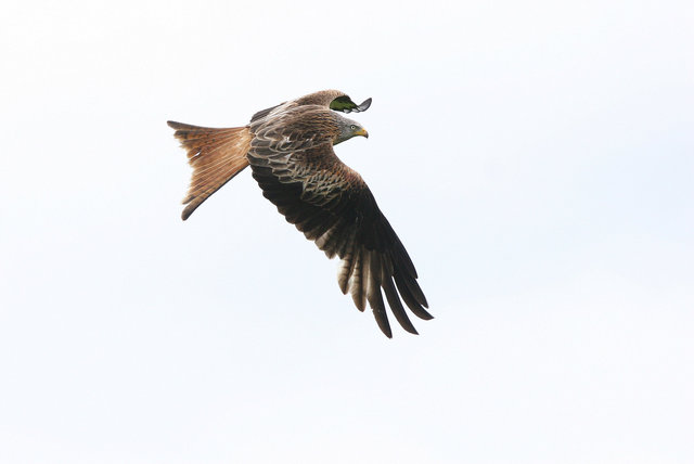 Red Kite