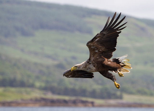 White-tailed Sea Eagle