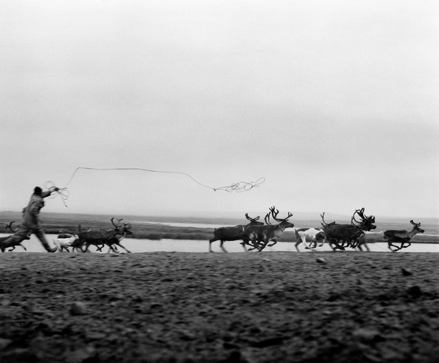 Andrei catches a reindeer © Jeroen Toirkens