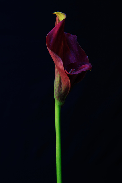 Flora