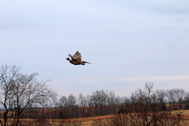 A Ring-necked Pheasant takes flight.