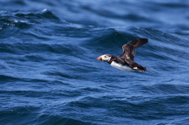Puffin