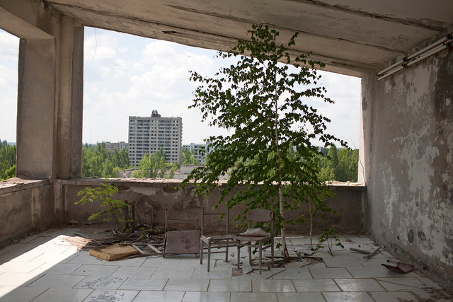 Indoor tree.