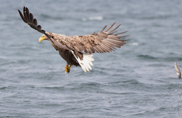White-tailed eagle