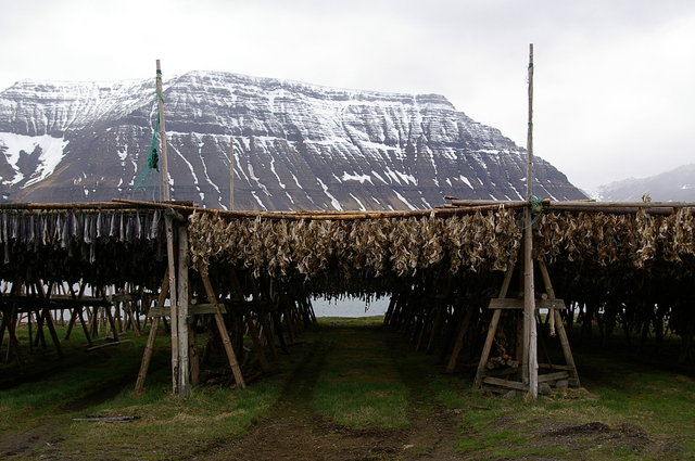 Drying Fish in Onundarfjordur near Flateyri (2) VB.JPG