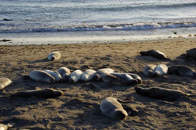 Elephant Seal Colony near San Simeon (12) VB.JPG