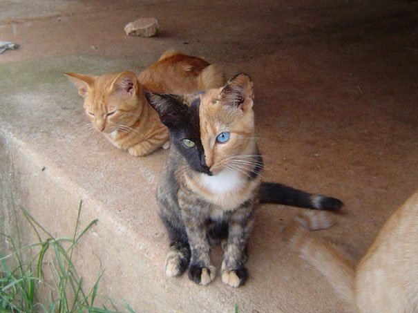 weird-cat-ever.jpg