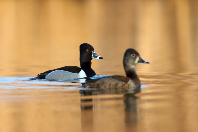 Male and Female Ring-necked Ducks, March, Ohio