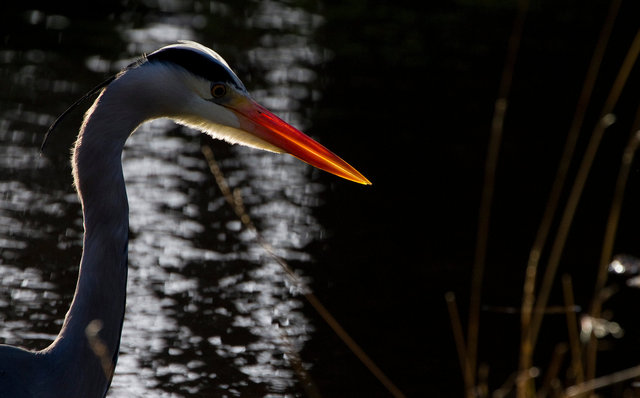 Grey heron