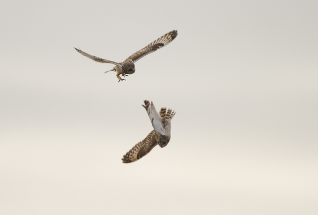 Short-eared Owls