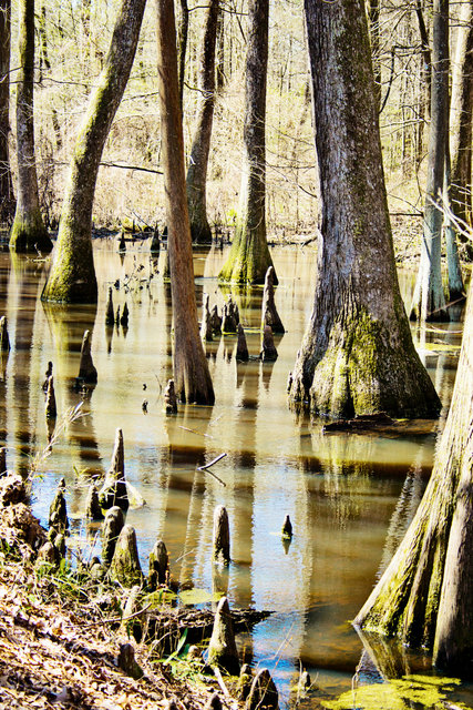 swamp 5
