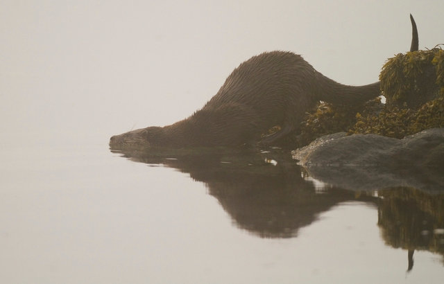 Otter
