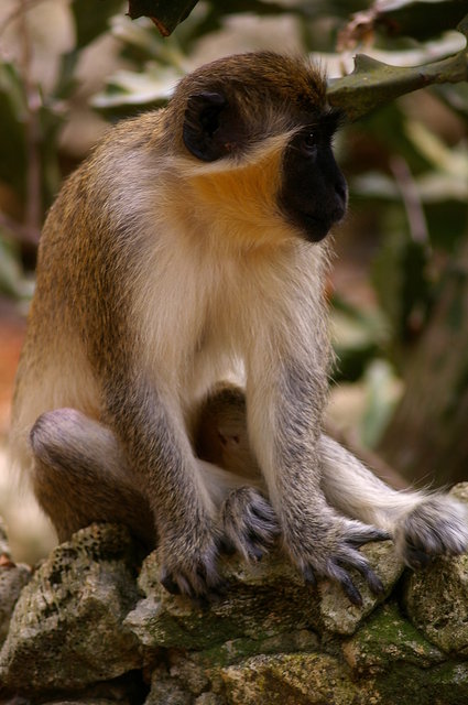 Barbados Wildlife Reserve 2nd Visit (19) VB.JPG