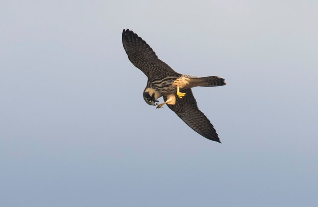 Hobby eating dragonfly