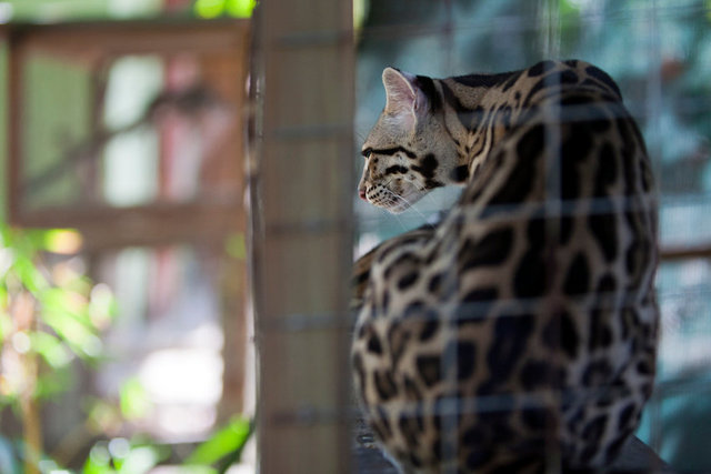 Ocelot (Leopardus pardalis).