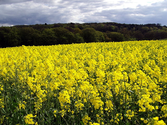 Field of rape flowers VB.JPG