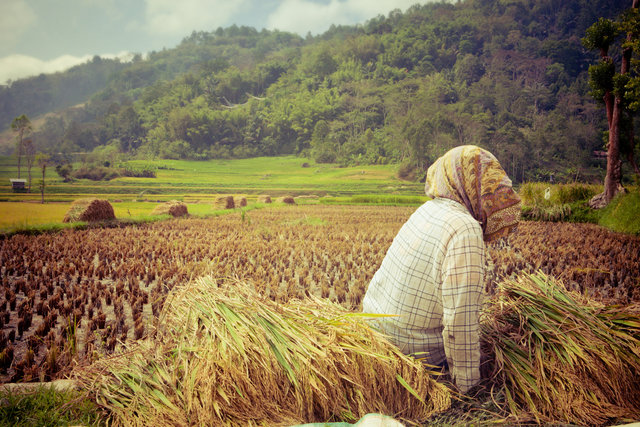 Sulawesi Rice