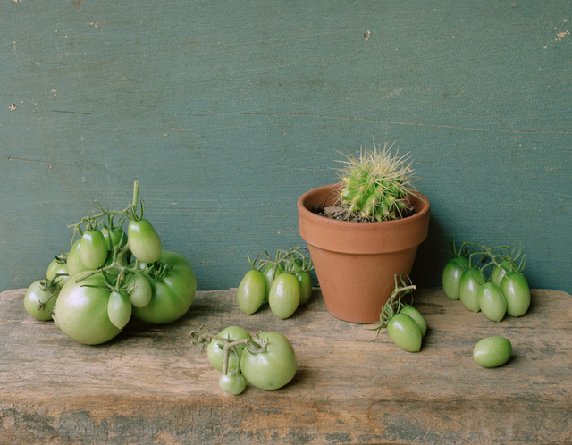 Green Tomatoes, c 2007