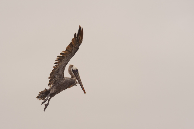Pelican, Half Moon Bay, Caifornia