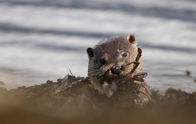 Otter with crab
