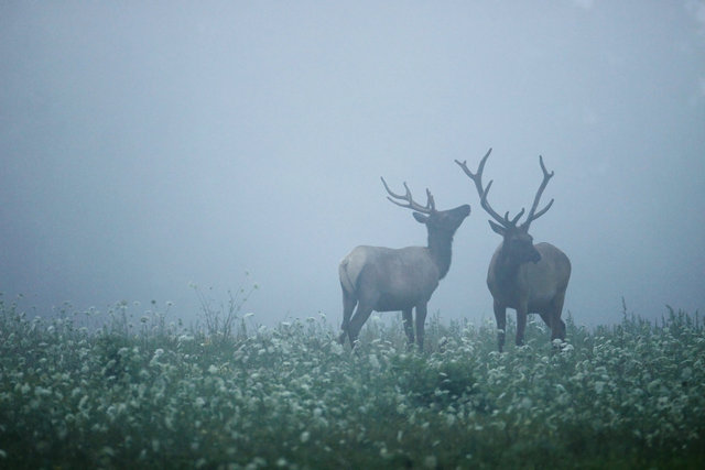 Elk