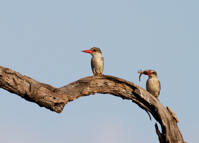 Brown-hooded Kingfisher offering scorpion