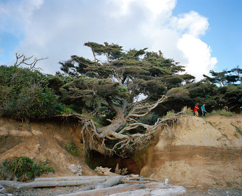 AnnaBeekeTheTreeOfLife.jpg