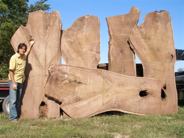Slabs of a storm damaged Black Walnut tree