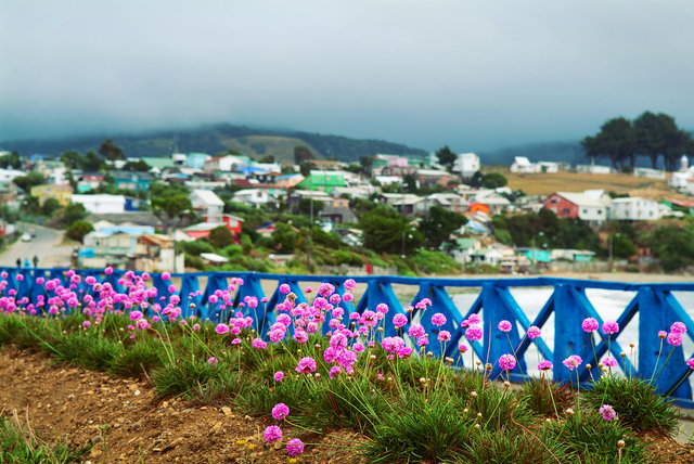 We Belong Among Flowers