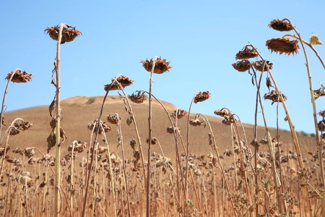 andalucia verdroogde zonnebloemen