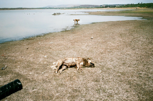 110_dead and living dogs, san miguel.jpg