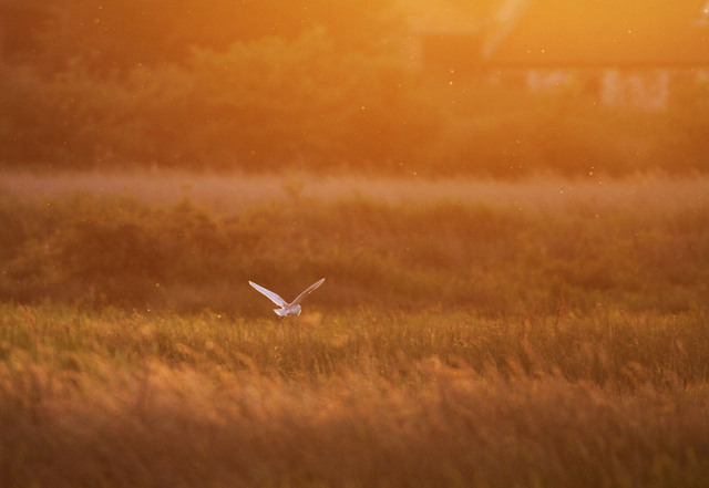 Barn Owl