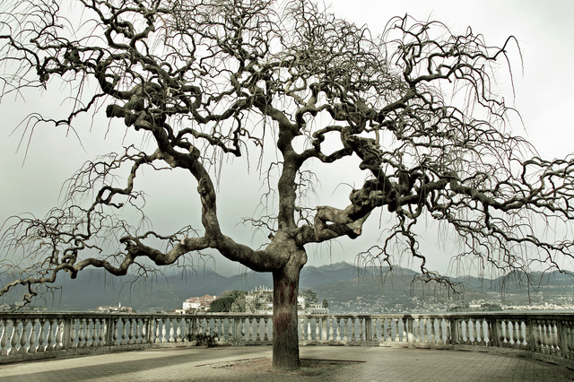tree
