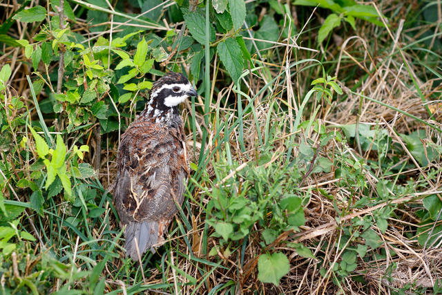 Northern Bobwhite Quail, southern Ohio