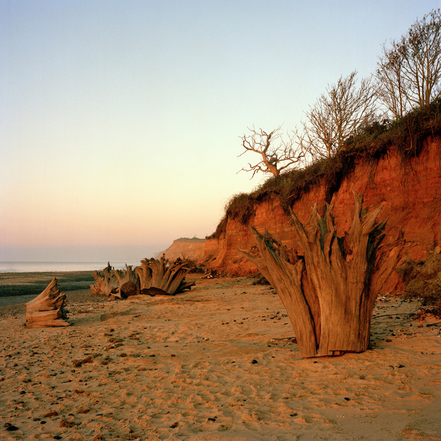 Benacre Wood, Suffolk, 2010
