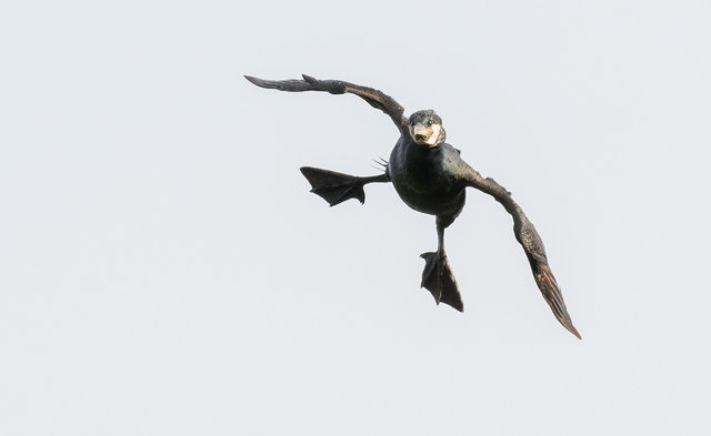 Cormorant