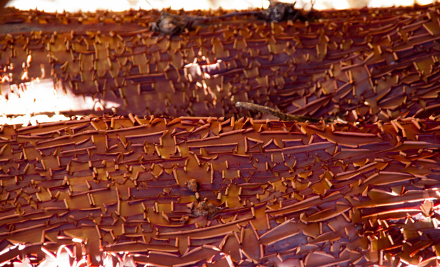 Brittle.