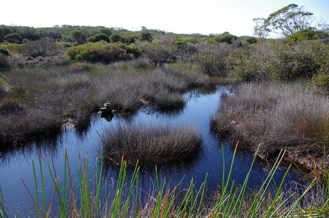 Hanging Swamp, North Head VB.JPG