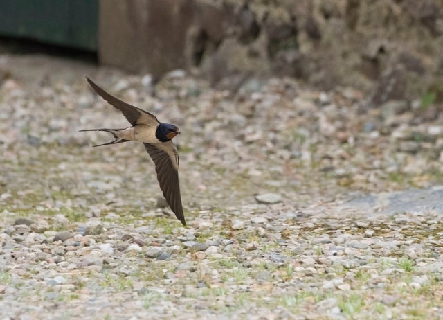 Swallow