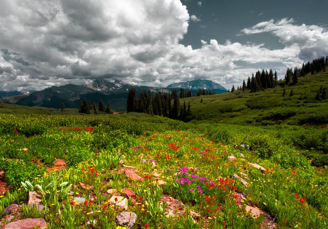 Wildflowers