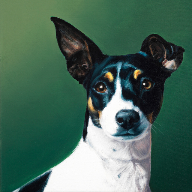 Breed: Rat Terrier / "Coco"